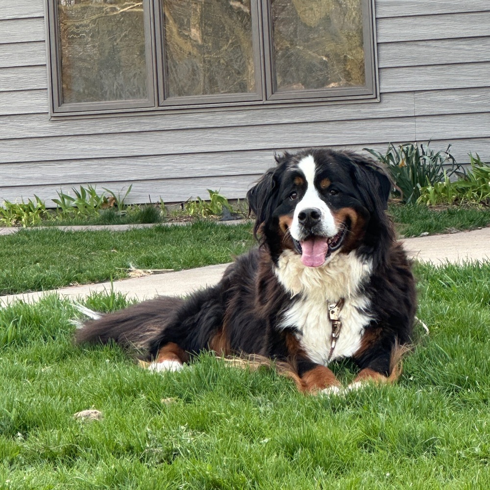 Meet your Posher, goldendays